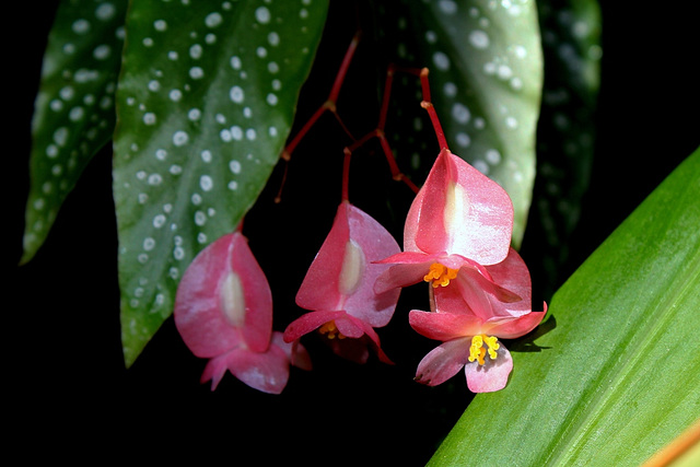 Bégonia albo-picta