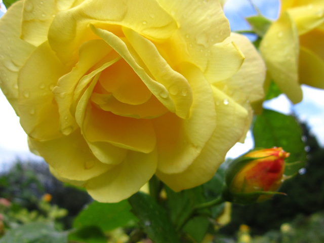 Raindrops on the yellow rose