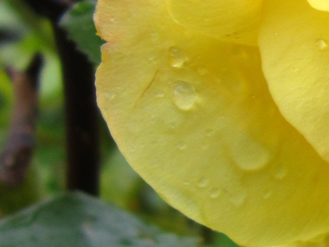 Yellow petals