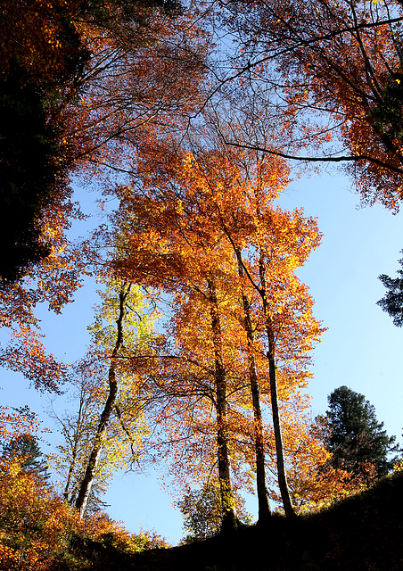 Herbst im Bregenzerwald