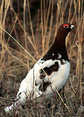 Day 13: Male Wllow Ptarmigan
