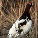 Day 13: Male Wllow Ptarmigan