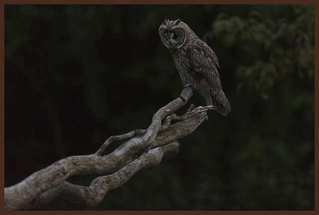 Eared Owl