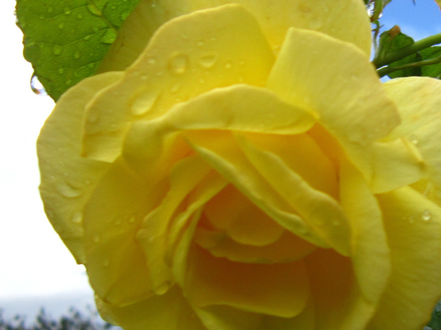 Raindrops on a yellow rose