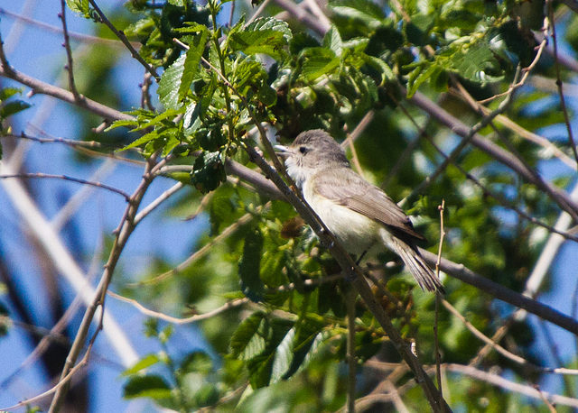 Warbling Vireo (Vireo gilvus)