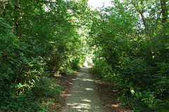 Biggin Wood Biggin Wood