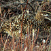 Day 3: Female Willow Ptarmigan (a.k.a. the Pinecone)