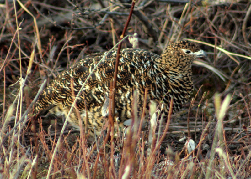 Day 3: Female Willow Ptarmigan (a.k.a. the Pinecone)