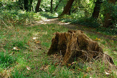 Biggin Wood Biggin Wood