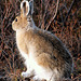 Day 13: Snowshoe Hare