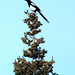 Day 13: Black-Billed Magpie