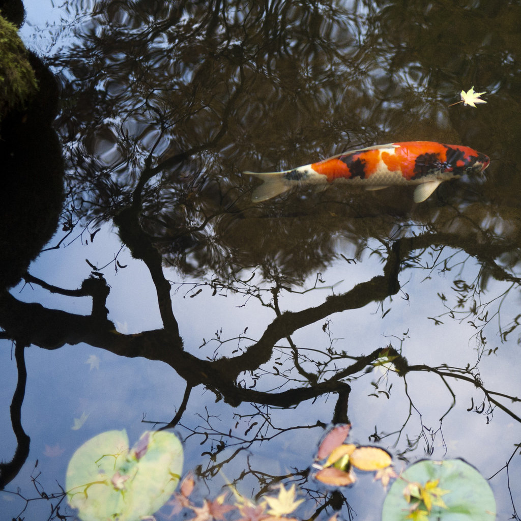 Portland's Japanese Garden