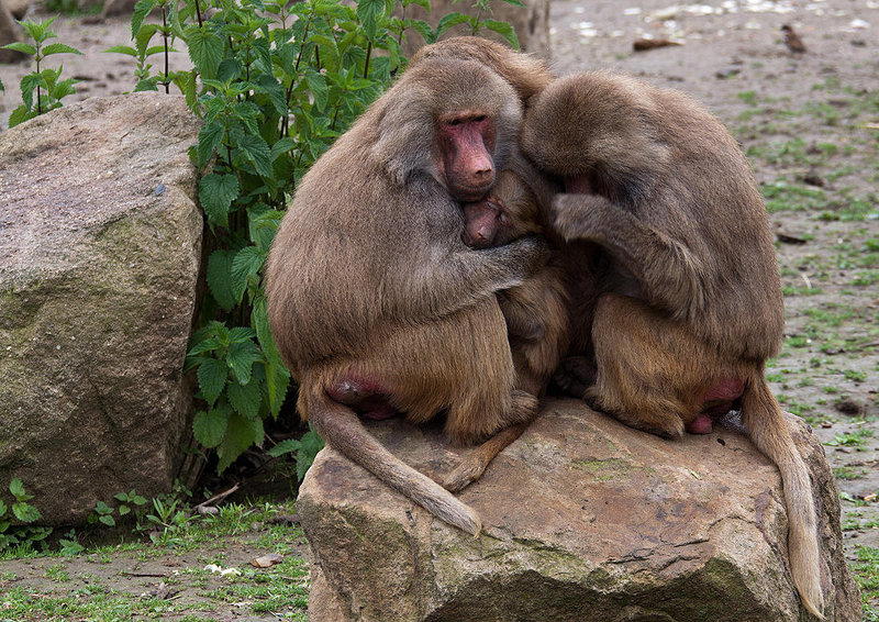 20120604 0534RAw [D-OS] Mantelpavian, Zoo Osnabrück