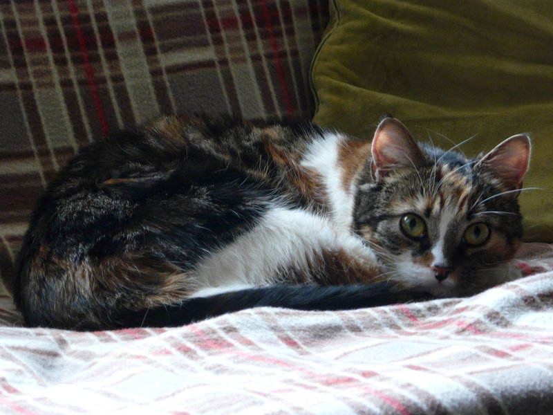 Cleo 'Kitty Moo'