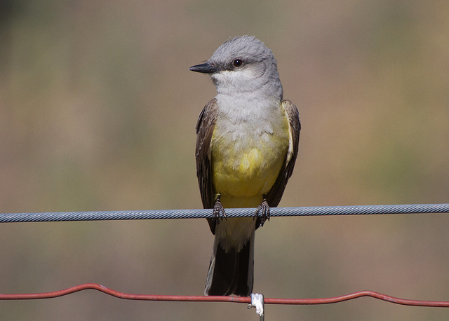 Western Kingbird (Tyrannus verticalis)