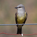 Western Kingbird (Tyrannus verticalis)