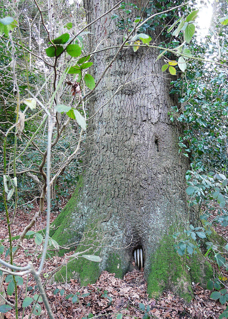 Oak Tree & Honey Bee Hive