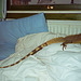 Brians Pet is/was long ago a Thai Water Dragon (Physignathus cocincinus)