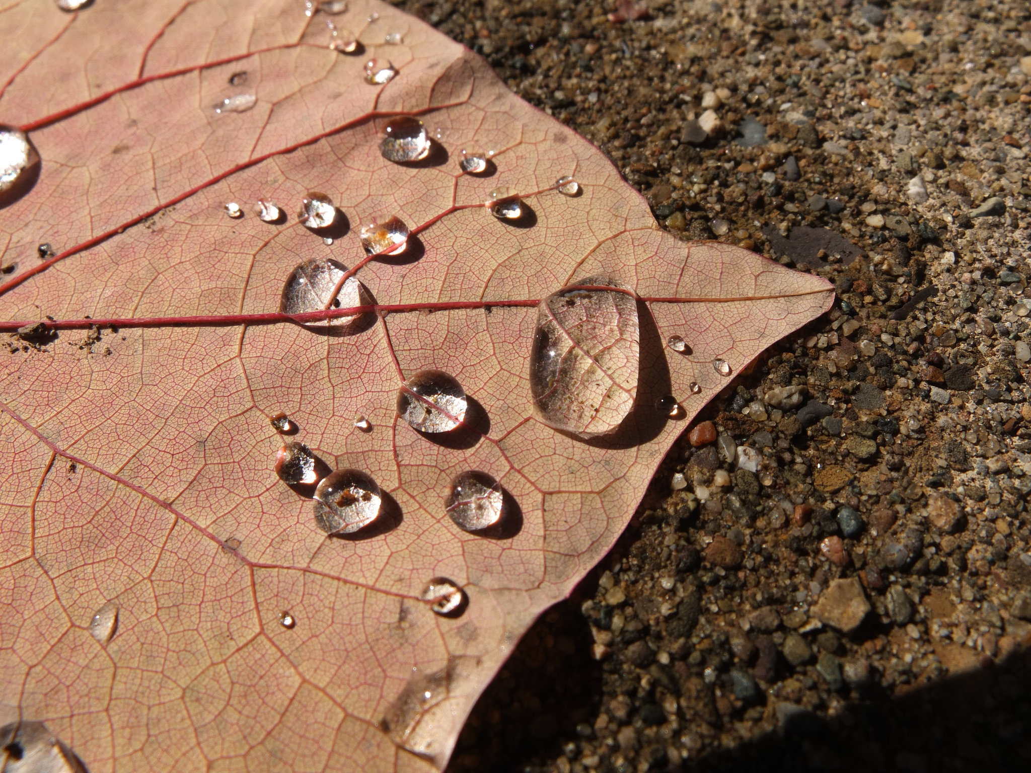 After an autumn rain