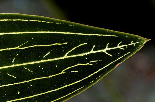 Signes