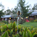 Garden spider at web