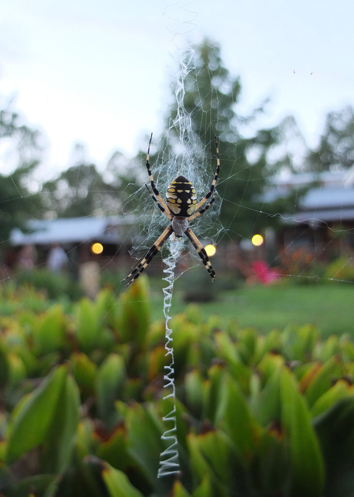 Garden spider at web