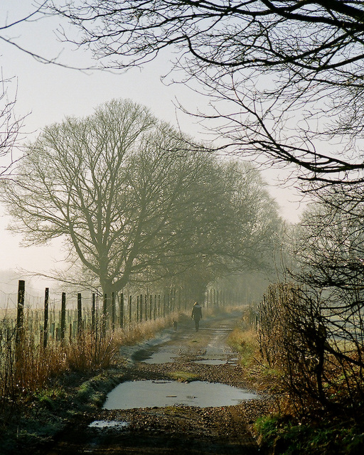 The old drive, Lamer Park, Herts