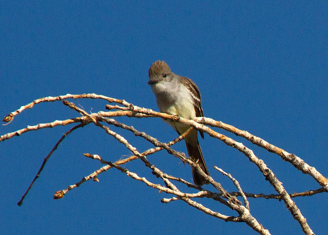 Ash-Throated Flycatcher (Myiarchus cinerascens)