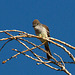 Ash-Throated Flycatcher (Myiarchus cinerascens)