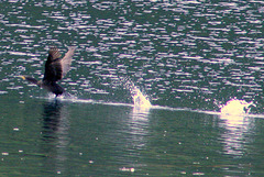 Day 4: I think I can! (Phalacrocorax auritus)