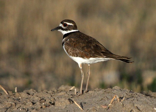 Killdeer