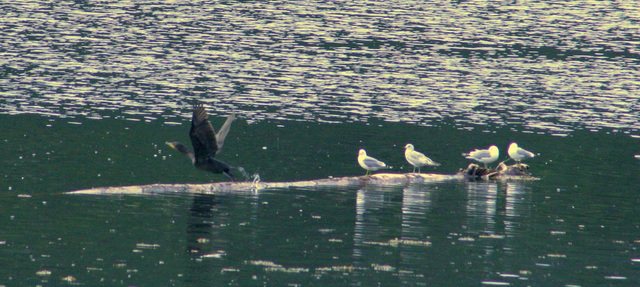 Day 4: Cormorant and Gulls (Phalacrocorax auritus)