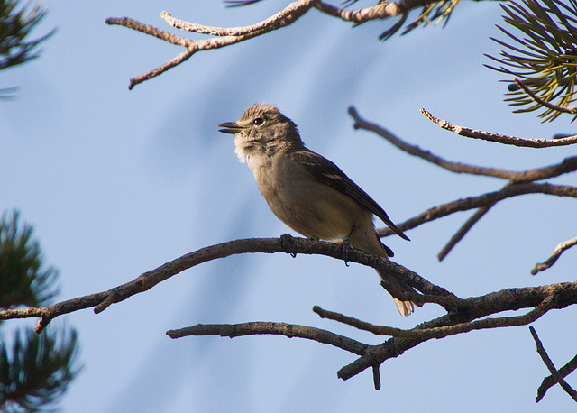 Plumbeous Vireo (Vireo plumbeus)