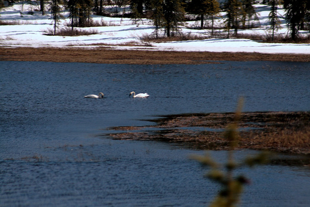 Day 12: Tundra Swans