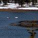 Day 12: Tundra Swans