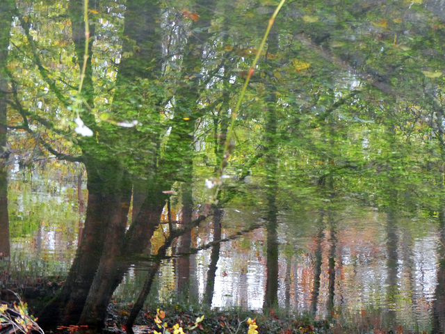 l'arbre qui aimait le vert