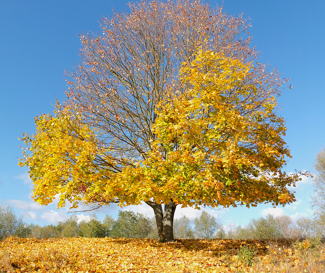 ich liebe herbst