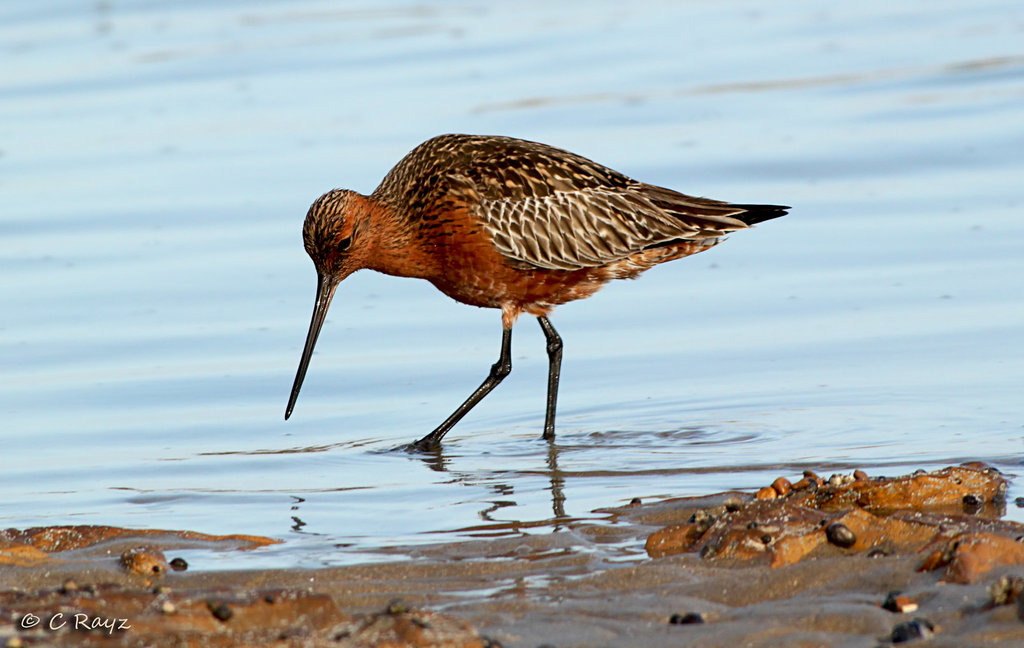 Bar-tailed Godwit