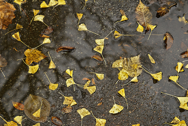 November Rain #2 – Public Garden, Boston, Massachusetts