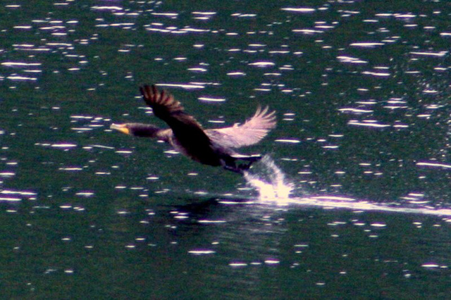 Day 4: Takeoff! (Phalacrocorax auritus)