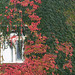 Herbstkleid für Münchenfenster