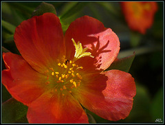 Fleur de pourprier