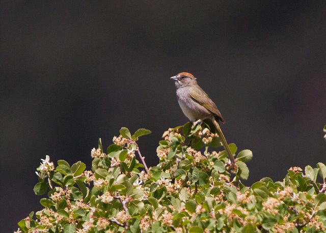 Green-Tailed Towhee (Pipilo chlorurus)