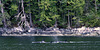 Day 4: Another Orca Panorama