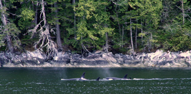 Day 4: Another Orca Panorama