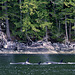 Day 4: Another Orca Panorama