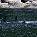 Day 4: That's Four Orca (there were seven total)