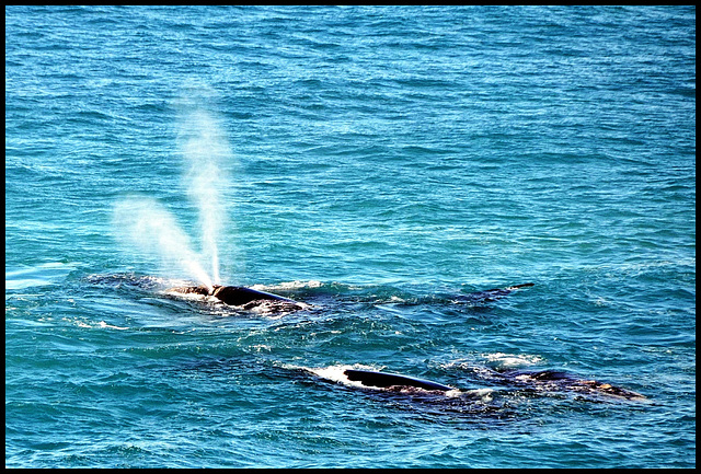 Southern Right Whales