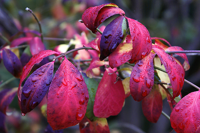 November Rain #1 – Public Garden, Boston, Massachusetts