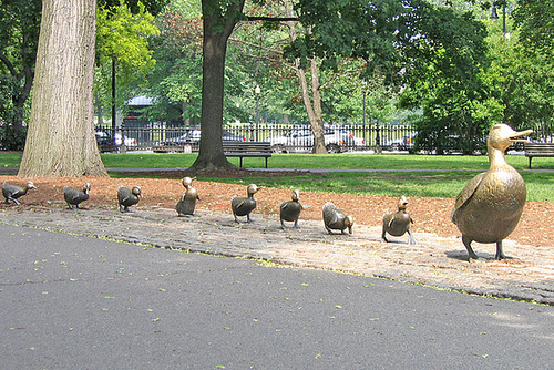 Lining Up Your Ducks – Public Garden, Boston, Massachusetts
